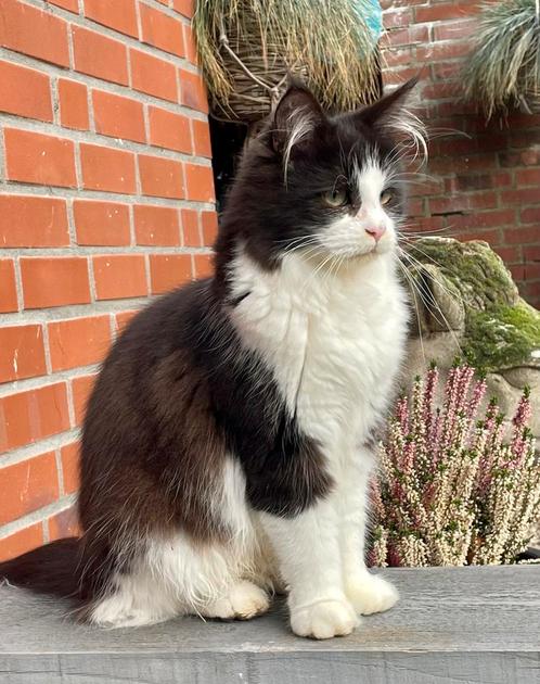 Main Coon poes, Dieren en Toebehoren, Katten en Kittens | Raskatten | Langhaar, Poes, 3 tot 5 jaar, Gechipt, Ontwormd, Ingeënt