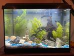 Juwel aquarium 60 x 30 x 40 incl toebehoren en vissen, Ophalen of Verzenden, Zo goed als nieuw, Gevuld zoetwateraquarium
