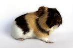 Choco-crème-wit gladhaar beertje, Mannelijk, Cavia, Na 1 juli 2024, Tam