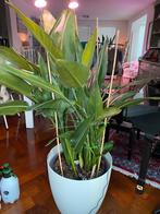 Grote strelitzia reginae / bird of paradise van MVO, Huis en Inrichting, Ophalen of Verzenden, Overige soorten