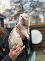 Fret ram silver, April, Mannelijk, Cavia