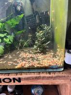 Crystal red garnalen 3,50 per stuk, Ophalen, Zo goed als nieuw