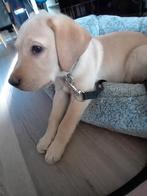 Labrador blond pup reu  (geb.dat 2-11-2023), Dieren en Toebehoren, Honden | Jack Russells en Terriërs, CDV (hondenziekte), Particulier