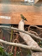 Zwartkopsijs man, Dieren en Toebehoren, Vogels | Kanaries, Mannelijk