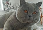 Britse korthaar Dekkater, Dieren en Toebehoren, Katten en Kittens | Dekkaters, 3 tot 5 jaar