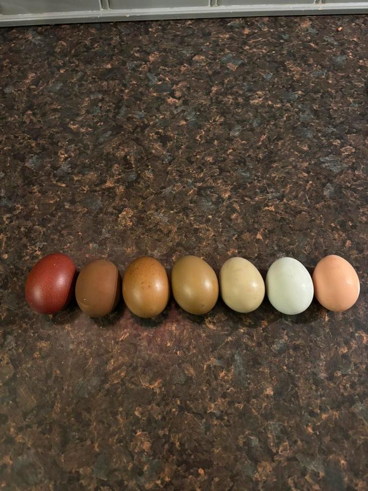 Broedeieren kleurleggers, Dieren en Toebehoren, Pluimvee | Toebehoren, Zo goed als nieuw, Overige typen, Ophalen of Verzenden