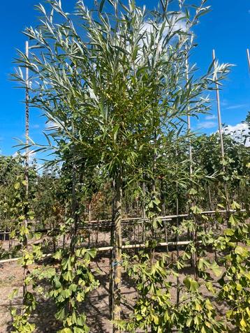 Knot wilgen . Soort salix chermesina beschikbaar voor biedingen