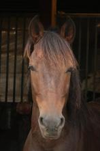 Te koop weidemaatje, Dieren en Toebehoren, Pony's, Gechipt, B, Ruin, 7 tot 10 jaar