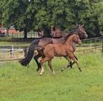 Super knappe hengstveulen, Dieren en Toebehoren, Paarden, Hengst, 0 tot 2 jaar