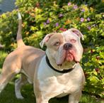 Bulldog Dekreu 💎Diamond💎, Rabiës (hondsdolheid), Reu, 1 tot 2 jaar, Bulldog