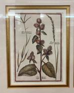 Botanische prenten in gouden lijst, Ophalen