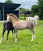 Kwaliteitsvolle Welsh A hengstveulen, Niet van toepassing, 0 tot 2 jaar, Hengst, A pony (tot 1.17m)