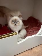 Heilige birmaan kittens met stamboom, Dieren en Toebehoren, Katten en Kittens | Raskatten | Langhaar, Kater, Gechipt