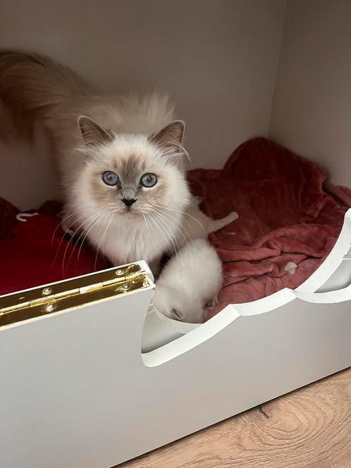 Heilige birmaan kittens met stamboom, Dieren en Toebehoren, Katten en Kittens | Raskatten | Langhaar, Kater, Gechipt