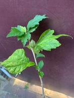 Hibiscus met knop, 68cm hoog, Tuin en Terras, Planten | Struiken en Hagen, Ophalen, Struik, Minder dan 100 cm