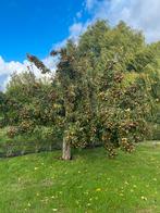 Mispels, Ophalen, Volle zon, Overige soorten, Minder dan 100 cm