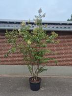 Lagerstroemia 'Natchez' (indische sering), Tuin en Terras, Planten | Bomen, Halfschaduw, Overige soorten, 100 tot 250 cm, Zomer