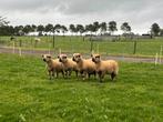Hampshire down dekrammen, Dieren en Toebehoren, Schapen, Geiten en Varkens, Mannelijk, Schaap