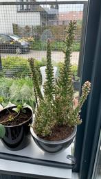 Cactus plant met pot €12, Ophalen of Verzenden