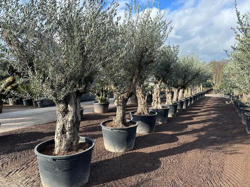 Olijfbomen - Olijfboom - Olea europaea 60/80 Verdial te koop, Tuin en Terras, Planten | Bomen, Olijfboom, 100 tot 250 cm, Volle zon