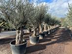 Olijfbomen - Olijfboom - Olea europaea 60/80 Verdial te koop, Ophalen of Verzenden, 100 tot 250 cm, Olijfboom, Zomer