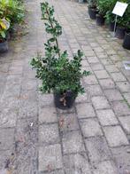 Ilex Aquifolium Hulst, Tuin en Terras, Planten | Struiken en Hagen, Ophalen, Overige soorten, Minder dan 100 cm