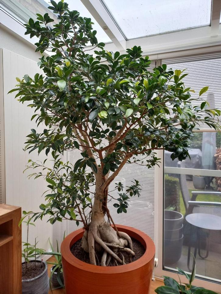 Ficus Microcarpa Nitida op stam incl. Pot, Huis en Inrichting, Kamerplanten, Ficus, 200 cm of meer, Groene kamerplant, Halfschaduw