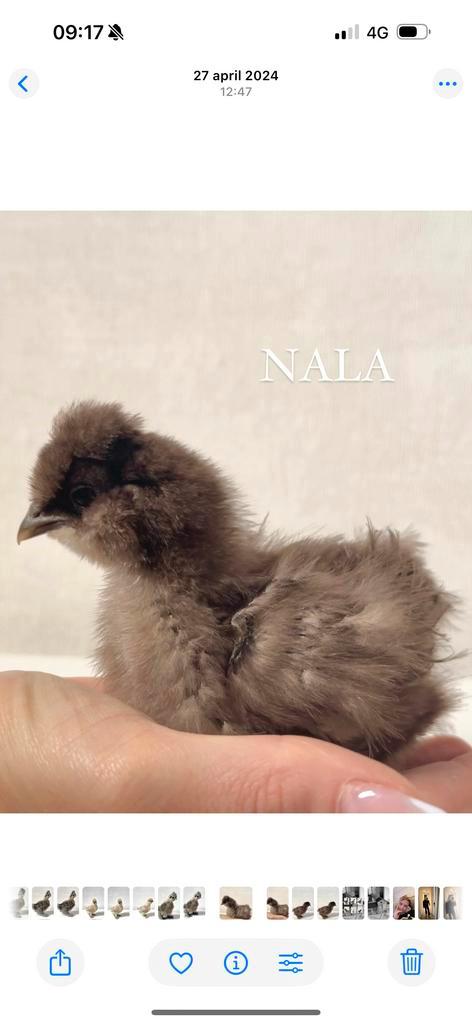 Twee Zijdehoen kippen, Dieren en Toebehoren, Pluimvee, Kip, Vrouwelijk