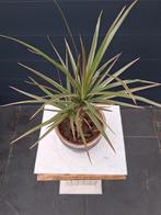 Dracaena Marginata, Ophalen