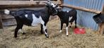 Zwart bonte bok, Dieren en Toebehoren, Schapen, Geiten en Varkens, Mannelijk, Geit