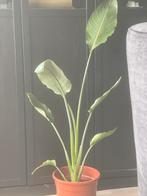 Strelitzia nicolai (Paradijsvogelplant) (XL) 110cm, Huis en Inrichting, Kamerplanten, Overige soorten, Ophalen of Verzenden, Halfschaduw