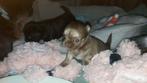 chocotan chihuahua reutje beschikbaar., Reu, CDV (hondenziekte), 8 tot 15 weken, Eén hond