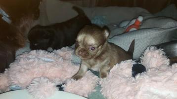 chocotan chihuahua reutje beschikbaar.  beschikbaar voor biedingen
