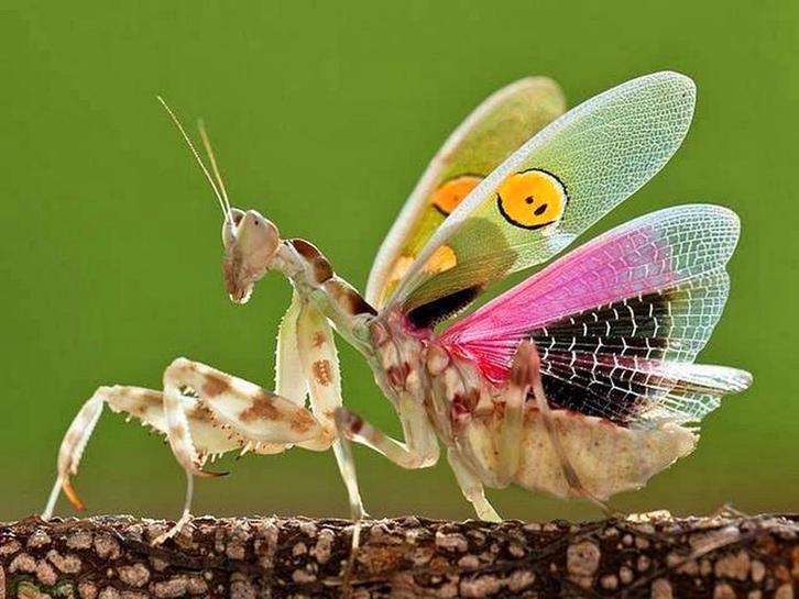 Bidsprinkhanen voor iedereen, Dieren en Toebehoren, Insecten en Spinnen