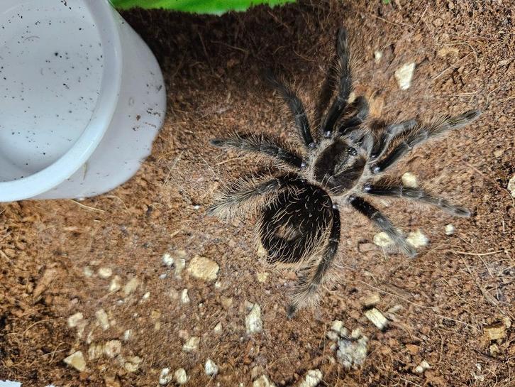 Tliltocatl albopilosum Krulhaarvogelspin Niguragua, Dieren en Toebehoren, Insecten en Spinnen, Spin of Schorpioen