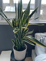 Sanseveria in aardewerk pot, Ophalen of Verzenden, Halfschaduw
