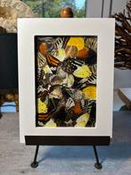 Echte Vlindervleugels,  Kunstwerk, woondecoratie, Ophalen of Verzenden