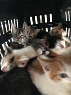 Kittens, Dieren en Toebehoren, Katten en Kittens | Overige Katten, Meerdere dieren
