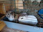 Konijnen, Dieren en Toebehoren, April, Meerdere dieren, Overige typen, Tam