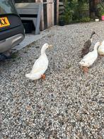 Peking eenden koppel, Dieren en Toebehoren, Pluimvee, Meerdere dieren, Eend