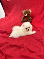 Pomeranian puppy, Particulier, Rabiës (hondsdolheid), Reu, 8 tot 15 weken
