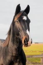 10 jarige Z1 ruin, Aquido x Special D, Dieren en Toebehoren, Paarden, Ruin, Dressuurpaard, 7 tot 10 jaar, 160 tot 165 cm