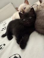 Raszuivere britse korthaar kittens, Dieren en Toebehoren, Katten en Kittens | Raskatten | Korthaar, Meerdere dieren, Ontwormd