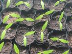 Paprika oranje, Tuin en Terras, Planten | Tuinplanten, Ophalen, Eenjarig, Groenteplanten, Volle zon