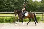3 jarige Livius merrie, Merrie, Dressuurpaard, Zadelmak, 3 tot 6 jaar