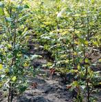 Groene beuken hagen - vers uit kwekerij, Ophalen of Verzenden, Overige soorten, Volle zon