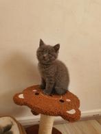 Laaste kater britsekorthaar mag nesje verlate +31620154839🥰, Dieren en Toebehoren, Katten en Kittens | Raskatten | Korthaar, Meerdere dieren