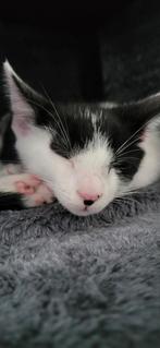 Lieve katers zoeken huisje, Kater, Kortharig, 0 tot 2 jaar