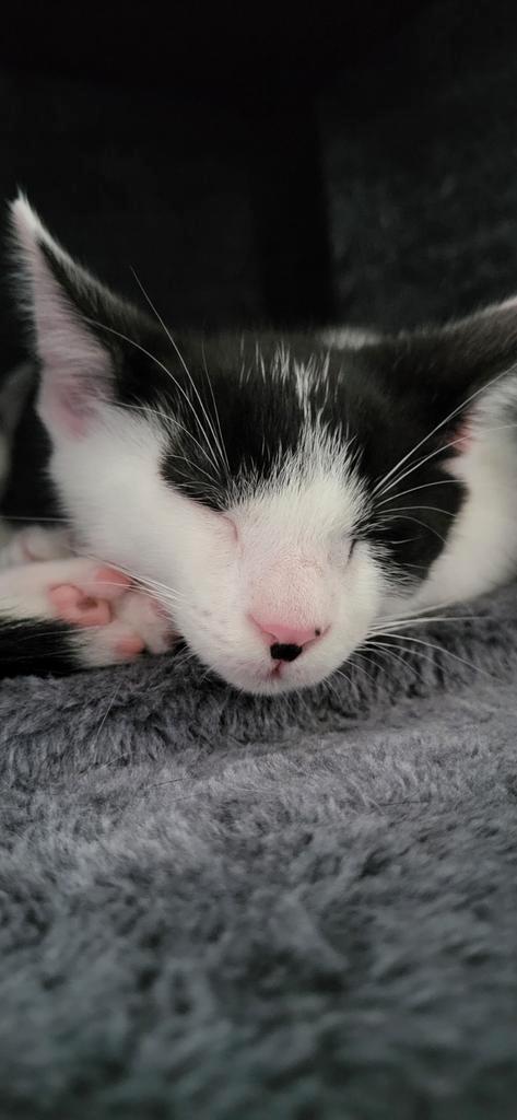 Lieve katers zoeken huisje, Dieren en Toebehoren, Katten en Kittens | Overige Katten, Kortharig, Kater, 0 tot 2 jaar