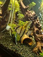 Zeebra maanvis vrouw, Vis, Zoetwatervis